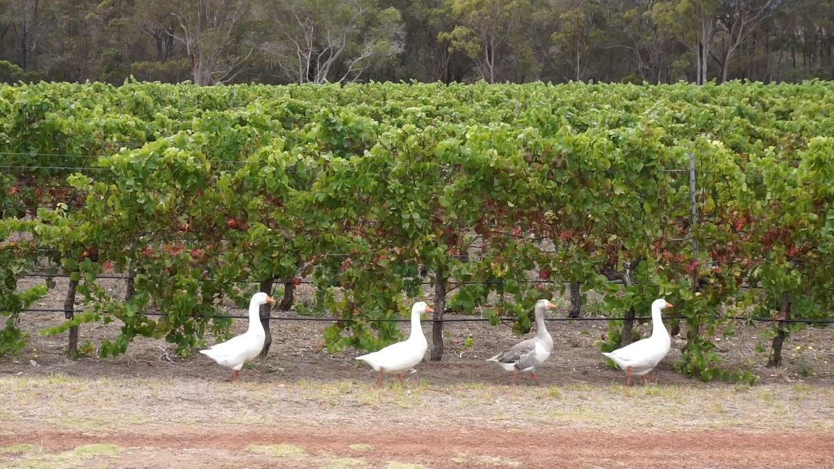 Australské vinařství najalo pro boj proti škůdcům pomocníky ze zvířecí říše